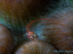 Glass Blenny at Full Frame.  Olympus OMD E-M1 using 60mm ... by Jan Morton 
